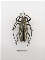 藏品(牛島氏大天牛)的圖片